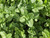 Mint 'Mojito' herb plant with large spearmint-like leaves