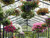 Hanging plants inside Bloomcabin orangery greenhouse