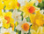 spring flowering daffodil mixed pack