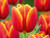 Triumph tulip verandi bulbs