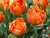 Orange double tulip Orca
