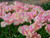 Spring flowering parrot tulip Cabanna