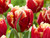 Parrot Tulip dee jay parrot
