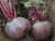 Detroit globe is a very popular variety of beetroot seed