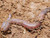 worm in the ground
