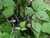 Growing Purple Queen variety of French bean