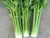 Tall Utah is an early maturing and bolt resistant celery
