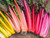 Rainbow chard has a mix of coloured stems