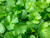 Fresh coriander leaves with frilly edges, bright green bunch, Cruiser variety