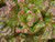 Merveille des Quatre Saisons variety of butterhead lettuce