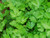 Italian giant variety of flat leaf parsley