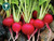 Round bright red radishes with green tops in a bunch, Cherry Bell variety