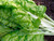 Perpetual spinach leaves (leaf beet), large green leaves ready for picking