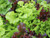 Salad mix colourful and mild