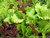 salad mix seeds frilly and decorative