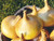 Senshyu yellow is a japanese variety of overwintering onion