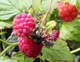 Raspberry Canes - Grow 'Malling Jewel' Raspberries