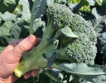 Handy A-Z of growing tutorials