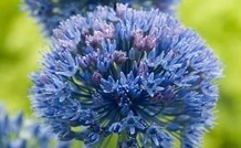 Allium 'Caeruleum' (blue flower)