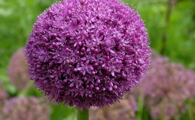 Allium Giganteum 'Ambassador' (purple)
