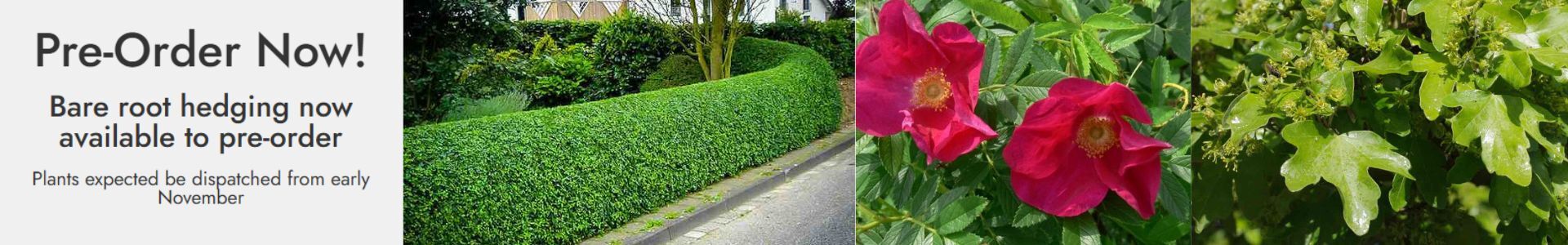 pre order bare root hedging now for early November  dispatch
