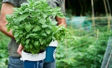 basil in a pot