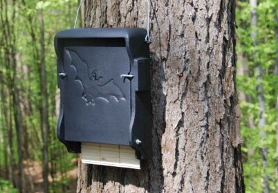 bat box 1FF on a tree