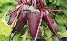 tasty Beetroot