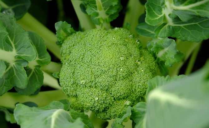 broccoli head