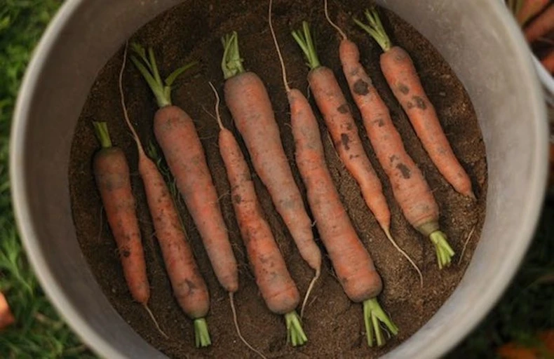 carrots in a bucket with sand 