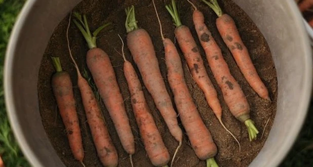 carrots in a bucket with sand 