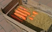 carrots stored in sand