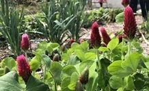 Red clover