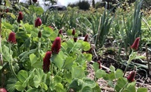 red clover