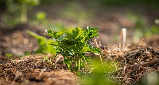 mulch on soil surface