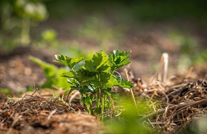 mulch on soil surface