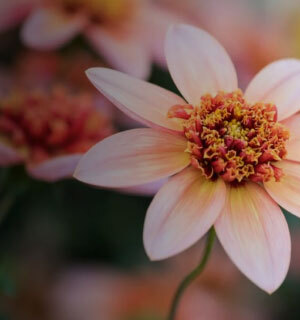 Summer flowering dahlia bulbs