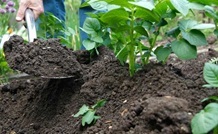 Earthing up potatoes