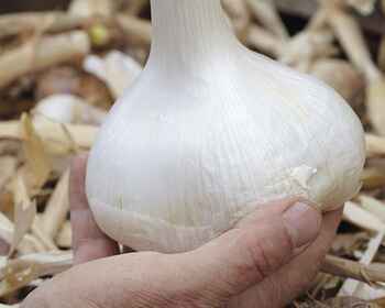 Elephant garlic in hand