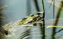 a frog peeking above the water surface