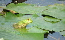 frog perched on pond surface