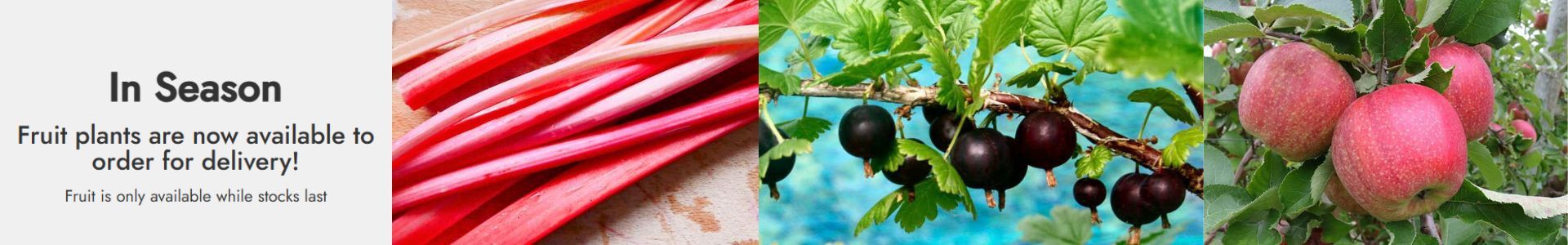 In season. Fruit plants are now available to order for delivery