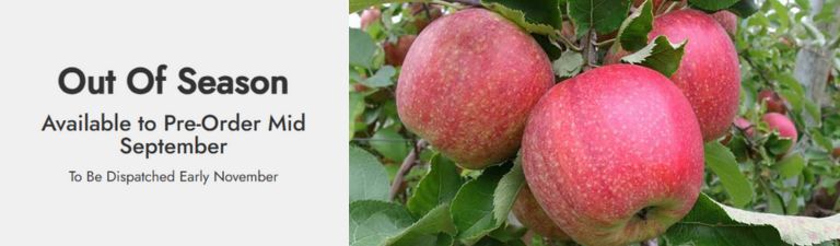 out of season - available to pre-order mid september to be dispatched early november