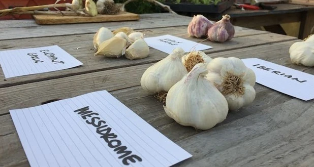 Messidrome garlic, with other varieties in the background including Elephant garlic