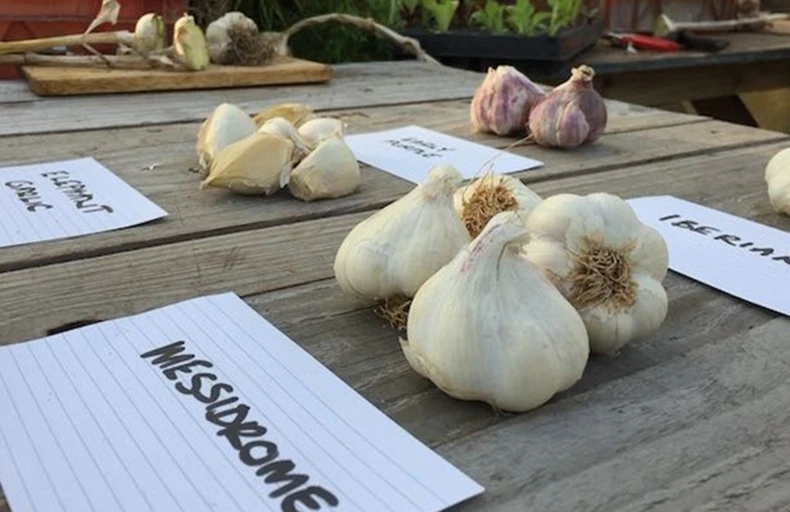 Messidrome garlic, with other varieties in the background including Elephant garlic