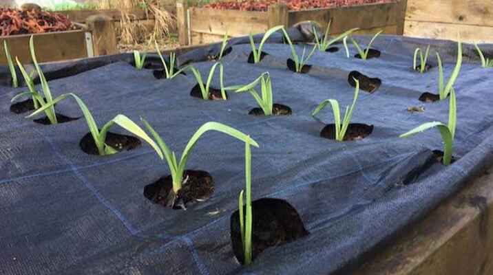 Onion gro grid on a bed with onions planted in each hole