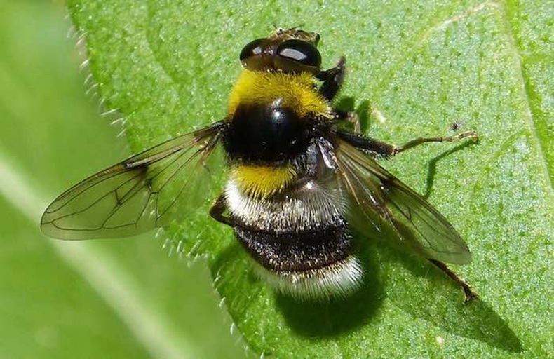 hoverflies can mimic bees