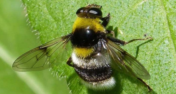 hoverflies can mimic bees