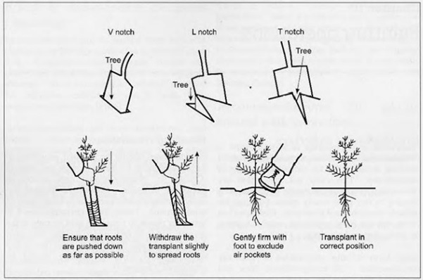 Hedge planting spade method instructions