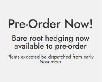 pre order bare root hedging now for early November  dispatch